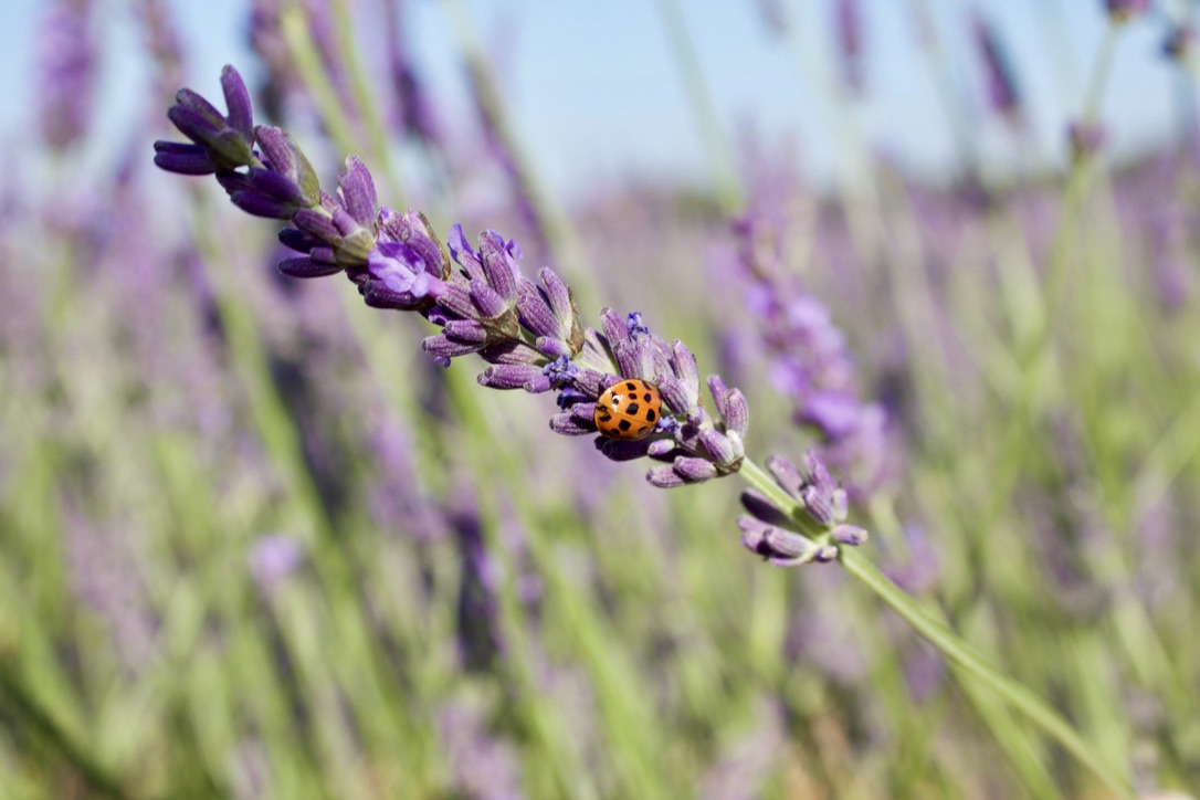 Lavender Valensole Provence France